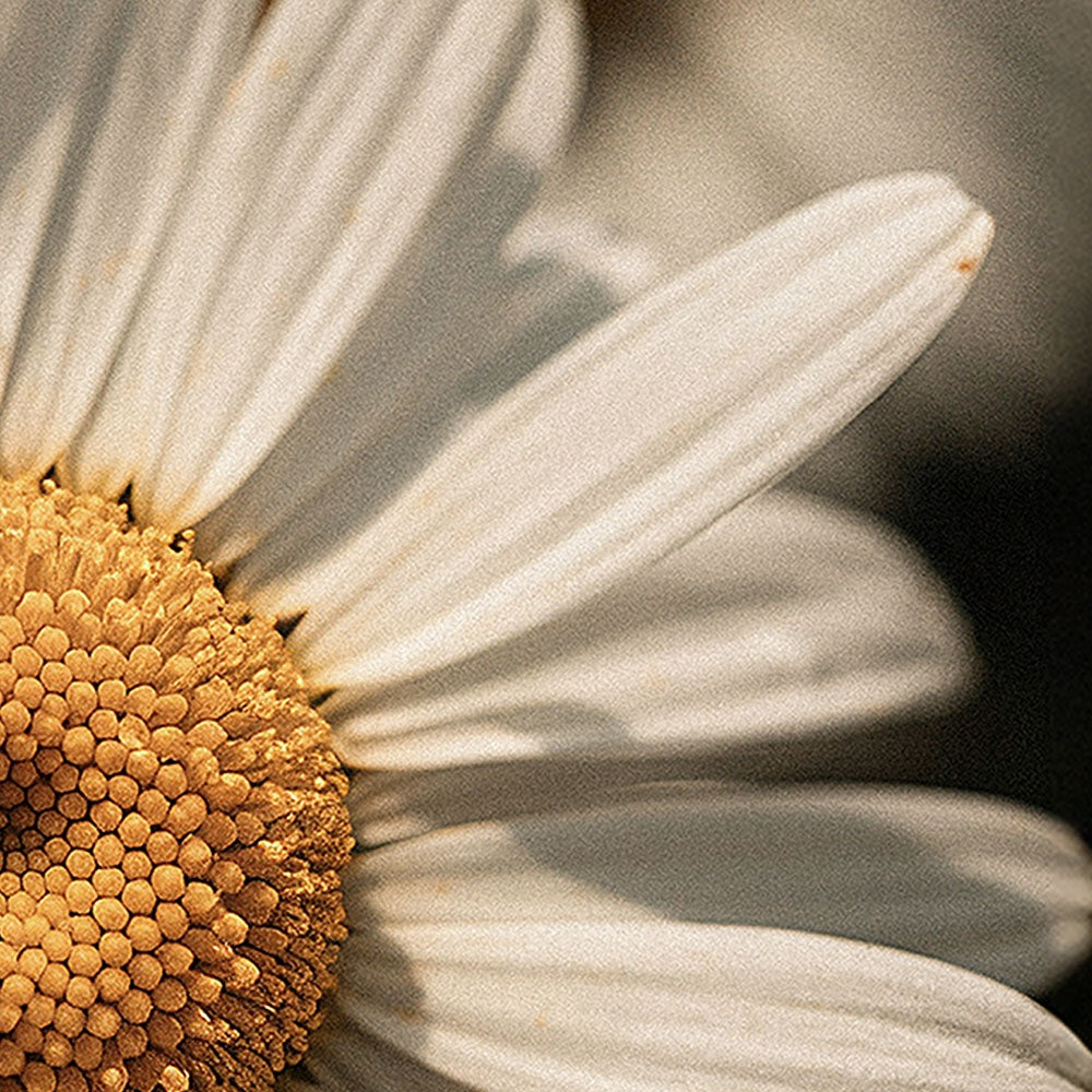 Tallow & Manuka Honey Body Balm